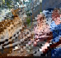 African Cat Encounter at Werribee Open Range Zoo - Accommodation BNB