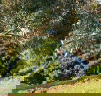 Early Morning Savannah Experience - Accommodation BNB