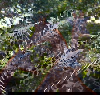 Werribee Open Range Zoo General Admission Ticket - Accommodation BNB