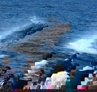 Tangalooma Island Resort Whale Watching Day Cruise - Accommodation BNB