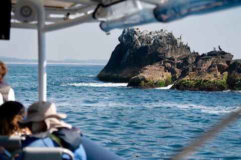 Julian Rocks Byron Bay Cruise - Accommodation BNB 2