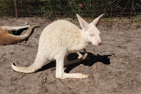 Very Best Of Perth Tour - Wildlife Park & City Highlights Tour - Accommodation BNB 3