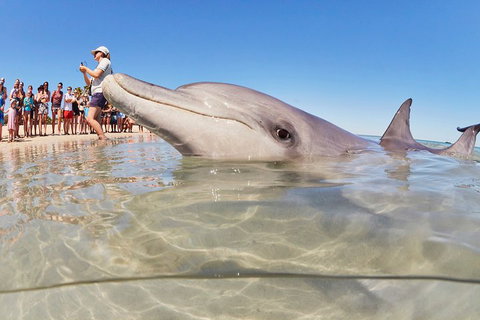 7-Day Exmouth Explorer Via Pinnacles Monkey Mia Ningaloo Reef Returning To Perth - Accommodation BNB 1