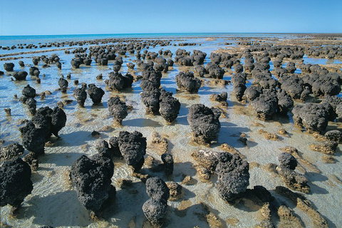 7-Day Exmouth Explorer Via Pinnacles Monkey Mia Ningaloo Reef Returning To Perth - Accommodation BNB 3