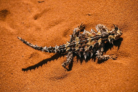 4-Day Coastal Loop Via Monkey Mia Wild Dolphins Kalbarri Pinnacles Perth Return - Accommodation BNB 5
