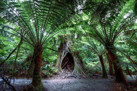 Small-Group Great Ocean Road And 12 Apostles Full-Day Tour From Melbourne - Accommodation BNB 4