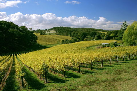 McLaren Vale And Glenelg Wine Tasting And Sightseeing (Half-day Afternoon) - Accommodation BNB 4