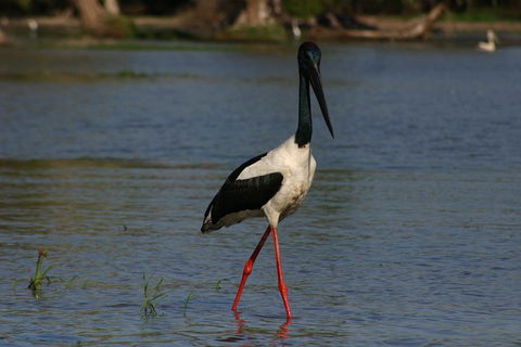 Litchfield And Jumping Crocodiles Full Day Trip From Darwin - Accommodation BNB 1