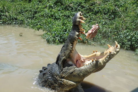 Litchfield And Jumping Crocodiles Full Day Trip From Darwin - Accommodation BNB 3