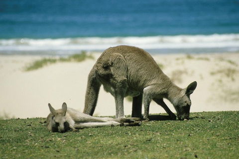Great Ocean Road Highlights Tour - 2 Days, 1 Night - Accommodation BNB 2