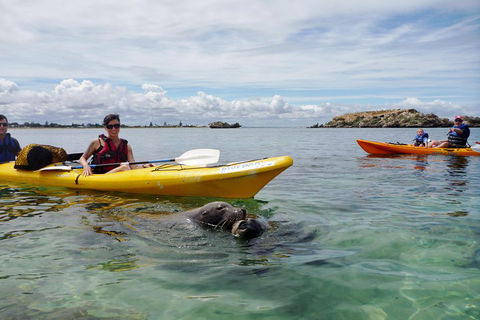 Seal Island And Penguin Island Or Point Peron Sea Kayak Tour - Accommodation BNB 0