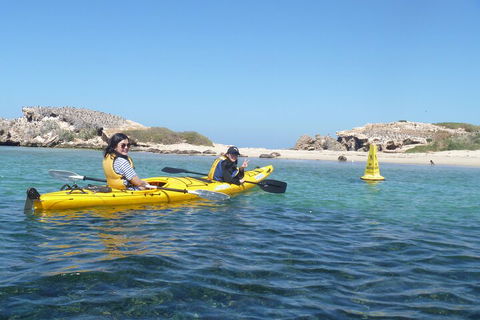 Seal Island And Penguin Island Or Point Peron Sea Kayak Tour - Accommodation BNB 3