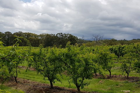 Yarra Valley Wineries And Rayners Orchard Tour From Melbourne - Accommodation BNB 4