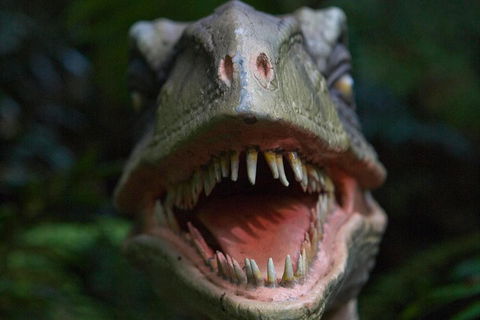 Adventure Sunset Three Day Great Ocean Road Tour - Accommodation BNB 3