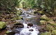 Springbrook Full Day Tour - thumb 0