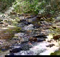Springbrook Full Day Tour - Accommodation BNB