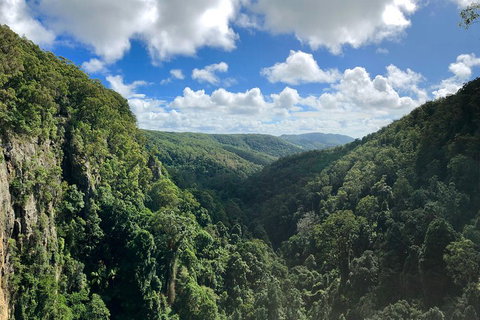 Springbrook Full Day Tour - Accommodation BNB 1