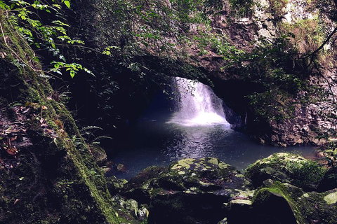 Springbrook Full Day Tour - Accommodation BNB 3