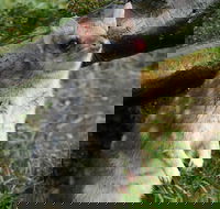 1-Hour Tasmanian Devil Feeding Day Tour at Cradle Mountain - Accommodation BNB