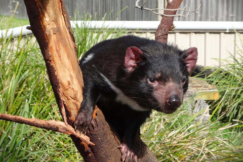 6-Day Tasmania Small-Group Guided Tour With Gourmet Food - Accommodation BNB 1