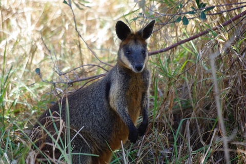 Byron Bay Combo: Hinterland Tour Including Minyon Falls And Kayaking With Dolphins - Accommodation BNB 2