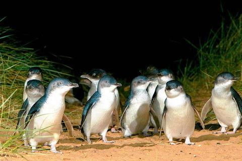 Phillip Island Penguins Private Tour - Accommodation BNB 0