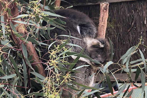 Phillip Island Penguins Private Tour - Accommodation BNB 2