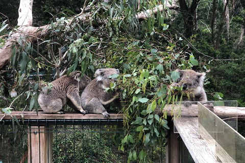 Phillip Island Penguins Private Tour - Accommodation BNB 3