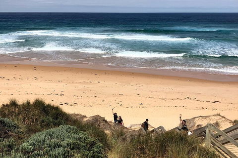 Phillip Island Penguins Private Tour - Accommodation BNB 4