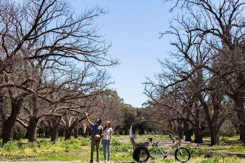 Adelaide 90-Minute Pedicab Tour: Scenic Green & River Experience - Accommodation BNB 1