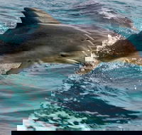 1.5HR Mudjimba Island Wildlife Safari - Accommodation BNB