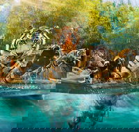 Croc Express to Australia Zoo from Brisbane - Accommodation BNB