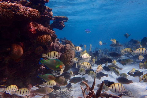 Lagoon Explorer - Ningaloo Reef Full-Day Kayaking And Snorkeling Adventure - Accommodation BNB 2