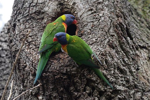 Private Blue Mountains Insider Tour From Sydney - Accommodation BNB 3