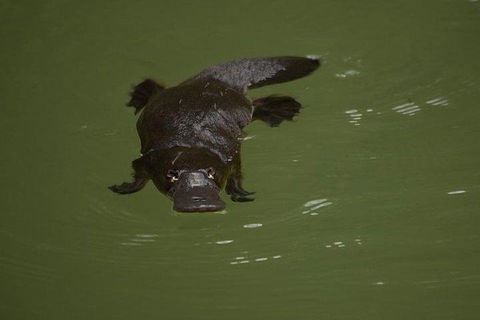 Inside The Greater Blue Mountains World Heritage - A Wildlife Safari Overnight - Accommodation BNB 5