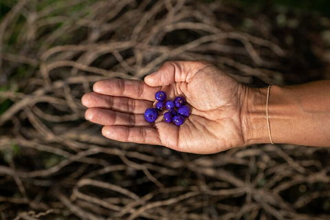 Cape Byron Aboriginal Tour - Accommodation BNB 0