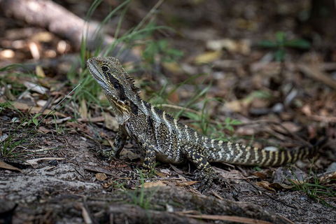 Cape Byron Aboriginal Tour - Accommodation BNB 3