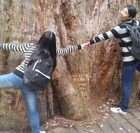 Mt Field National Park Active Day-Trip Including Bonorong and Mt Wellington - Accommodation BNB