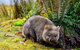 Mt Field National Park And Russell Falls From Hobart - thumb 1