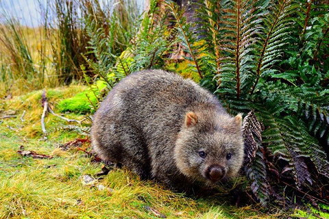 Mt Field National Park And Russell Falls From Hobart - Accommodation BNB 1