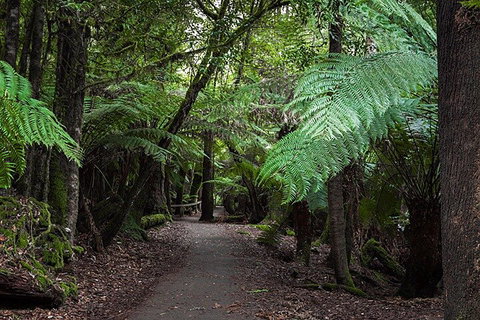 Mt Field National Park And Russell Falls From Hobart - Accommodation BNB 3