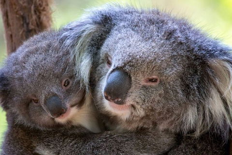 Half-Day Or Full-Day Tour With Private Guide From Melbourne - Accommodation BNB 1