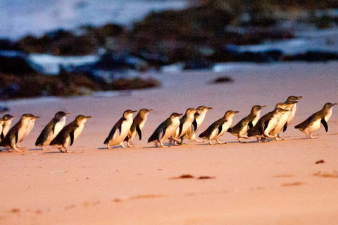 Half-Day Or Full-Day Tour With Private Guide From Melbourne - Accommodation BNB 5