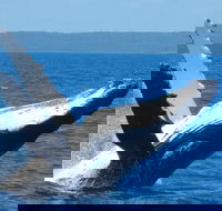 Mooloolaba Whale Watching Tour - Accommodation BNB