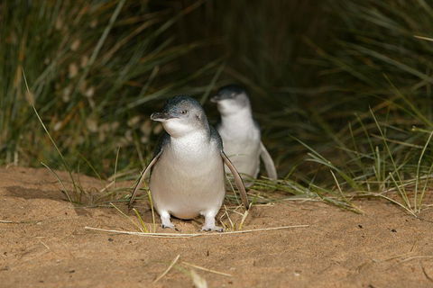 Phillip Island Penguin, Brighton Beach, Moonlit Sanctuary From Melbourne - Accommodation BNB 2