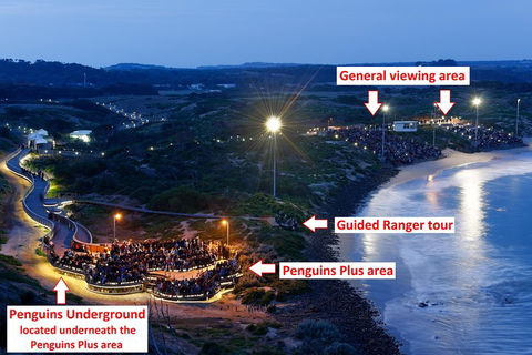 Phillip Island Penguin, Brighton Beach, Moonlit Sanctuary From Melbourne - Accommodation BNB 4