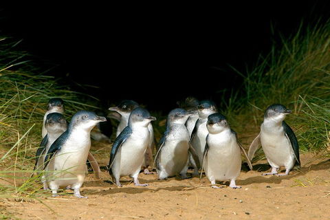 Phillip Island Penguin, Brighton Beach, Moonlit Sanctuary From Melbourne - Accommodation BNB 5