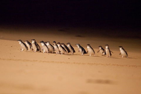 Great Ocean Road & Phillip Island Overnight Tour - Accommodation BNB 2