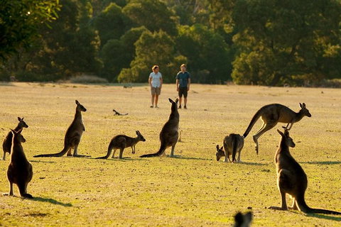 Grampians National Park Small-Group Eco Tour From Melbourne - Accommodation BNB 4