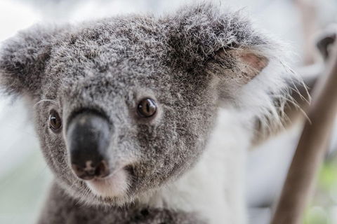 Ultimate Sydney Pass - Accommodation BNB 2